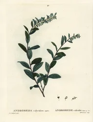 Leatherleaf, Chamaedaphne calyculata (Andromeda calyculata). Ručně kolorovaná tečkovaná rytina slečny Brenetové podle ilustrace Pierra-Josepha Redoutea z Treat des Arbres et Shrustes, Paříž Henriho Louise Duhamela du Moncel
