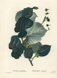 Lípa, Tilia rotundifolia. Ručně kolorovaná tečkovaná rytina od Moreta podle ilustrace Pierre-Joseph Redoute z Treat des Arbres et Shrustes, Paříž Henriho Louise Duhamela du Moncel