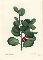 Cesmína Madeira, Ilex perado (Holly de Madere, Ilex maderiensis). Ručně kolorovaná tečkovaná rytina od Casenavea podle ilustrace Pierra-Josepha Redoute z Treat des Arbres et Shrustes, Paříž Henriho Louise Duhamela du Moncel