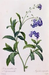 Myosotis Scorpiodes (barevná rytina)