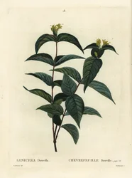Zimolez keřový severní, Diervilla lonicera (Lonicera diervilla). Ručně kolorovaná tečkovaná rytina od Du Ruisseaua podle ilustrace Pierre-Joseph Redoute z Treat des Arbres et Shrustes, Paříž Henriho Louise Duhamela du Moncel