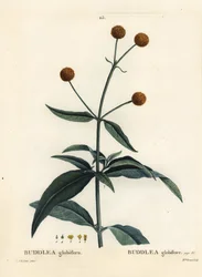 Buddleja globosa (Buddlea globiflora). Ručně kolorovaná tečkovaná rytina slečny Brenetové podle ilustrace Pierra-Josepha Redoutea z Treat des Arbres et Shrustes, Paříž Henriho Louise Duhamela du Moncel