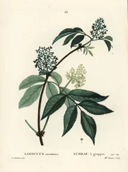 Bez červený nebo bez červenoplodý, Sambucus racemosa. Ručně kolorovaná tečkovaná rytina slečny Brenetové podle ilustrace Pierra-Josepha Redoutea z Treat des Arbres et Shrustes, Paříž Henriho Louise Duhamela du Moncel