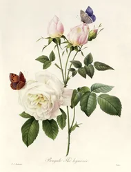 Rosa: Bengale the Hymenes, z 