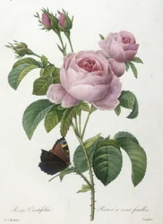 Rosa centifolia, růže stolistá, z Výběru nejkrásnějších květin a nejkrásnějších plodů, 1827