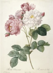 Rosa Damascena, Rosier de Cels, z Les Roses, 1817-24 (ručně kolorovaná tečkovaná rytina)