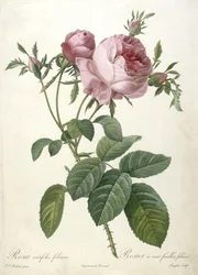 Rosa centifolia foliacea, Rosier a cent feuilles, foliace, z Les Roses, 1817-24 (ručně kolorovaná tečkovaná rytina)