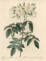Pižmová růže, s dvojitými květy - Lept od Charlina, z ilustrace Pierre Joseph Redoute (1759-1840), výtažek z Les Roses