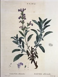 Sage officinalis - v „“ New Duhamel aneb pojednání o stromech a keřích, které prahnou ve Francii“, kresby P. J. Redouté a P. Bessa, Paříž
