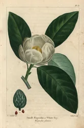 Malý strom magnólie nebo bílý záliv, Magnolia glauca (rytina)