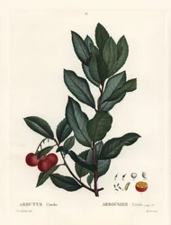 Jahodník, Arbutus unedo. Ručně kolorovaná tečkovaná rytina podle ilustrace Pierre-Joseph Redoute z Treat des Arbres et Shrustes, Paříž Henriho Louise Duhamela du Monceau
