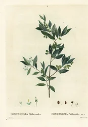 Pták syrský, Fontanesia phillyreoides. Ručně kolorovaná tečkovaná rytina od Du Ruisseaua podle ilustrace Pierre-Joseph Redoute z Treat des Arbres et Shrustes, Paříž Henriho Louise Duhamela du Moncel