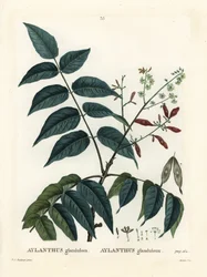 Nebeský strom, ailanthus nebo chouchun, Ailanthus altissima (Aylanthus glandulosa). Ručně kolorovaná tečkovaná rytina od Moreta podle ilustrace Pierre-Joseph Redoute z Treat des Arbres et Shrustes, Paříž Henriho Louise Duhamela du Moncel
