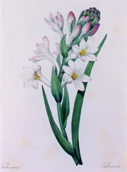 Tuberosa (barevné rytí)