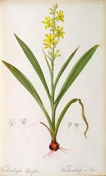 Wachendorfia Thyrsiflora, z 