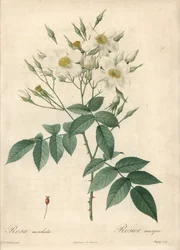 Bílé květy pižmová růže - Eau forte de Chapuy, podle ilustrace Pierra Josepha Redouta (1759-1840), z Les Roses