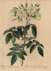 Bílá pižmová růže, Rosa moschata