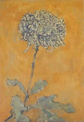 Chryzantéma