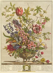 února, z „Dvanáct měsíců květů“ od Roberta Furbera (asi 1674-1756), vyryto Henrym Fletcherem (barevná rytina)