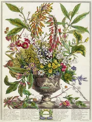 ledna, z „Dvanáct měsíců květů“, od Roberta Furbera (asi 1674-1756), vyryto Henrym Fletcherem (barevná rytina)