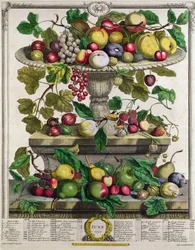 června, z „Dvanáct měsíců ovoce“, od Roberta Furbera (asi 1674-1756), vyryto Henrym Fletcherem, 1732 (barevná rytina)