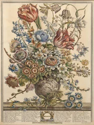 března, z „Dvanáct měsíců květů“ od Roberta Furbera (asi 1674-1756), vyryto Henrym Fletcherem (barevná rytina)
