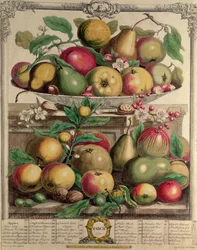 března, z „Dvanáct měsíců ovoce“, od Roberta Furbera (asi 1674-1756), vyryto Henrym Fletcherem, 1732 (barevná rytina)