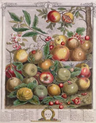Květen, z „Dvanáct měsíců ovoce“, od Roberta Furbera (asi 1674-1756), vyryto Henrym Fletcherem, 1732 (barevná rytina)