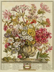 října, z „Dvanáct měsíců květů“ od Roberta Furbera (asi 1674-1756), vyryto Henrym Fletcherem (barevná rytina)