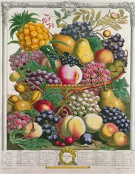 října, z „Dvanáct měsíců ovoce“, od Roberta Furbera (asi 1674-1756), vyryto Henrym Fletcherem, 1732 (barevná rytina)