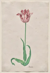 Studie tulipánu (Anvaers)