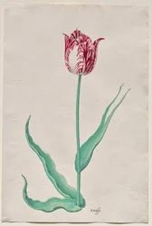 Studie tulipánu (