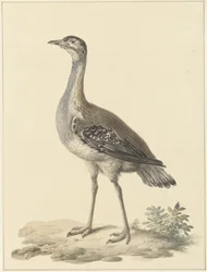 Denhamova past (Neotis denhami)