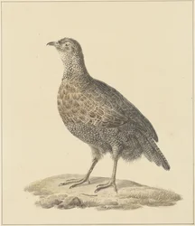 koroptev (?)