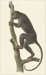 Vřešťan černý (Paraguay)