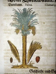 Botanická tabule: Palma s datlemi - In “” herbarium mattioli””.