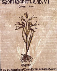 Herbář: oves. Gravírování – v „“ Kreutterbuch Dess vysoce vzdělaný a známý pan D. Petri Andreae Matthioli”” od Pietra Andrea Mattioliho (Matthiole