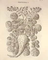 Křen (Armoracia rusticana), rytina Pier Andrea Mattioli