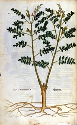Lékořice. Rytina - v “” Kreutterbuch Dess vysoce vzdělaný a známý pan D. Petri Andreae Matthioli”” od Pietra Andrea Mattioliho (Matthiole) (1500-1577). Frankfurt