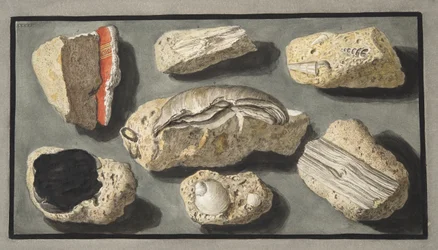 Vzorky tufy nalezené v Herculaneu a jeho okolí, deska XXXXV, z „Campi Phlegraei: Observations on the Volcanoes of the Two Sicilies“, od Sira Williama Hamiltona (1730-1803), publikované v roce 1776 (sl.