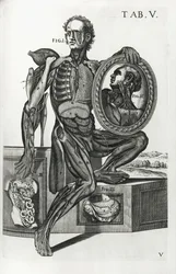 Deska V z „The Anatomical Tables“