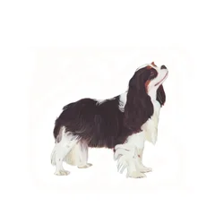 Kavalír King Charles španěl, 2011 (akvarel a kvaš na papíře)