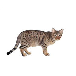 Ocicat, 2014 (akvarel a kvaš na papíře)