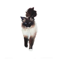 Ragdoll, 2014 (akvarel a kvaš na papíře)