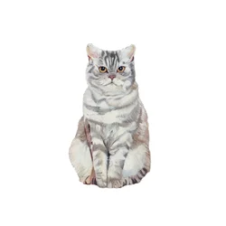 Selkirk Rex, 2014 (akvarel a kvaš na papíře)