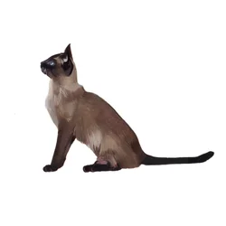 Tonkinese, 2014 (akvarel a kvaš na papíře)