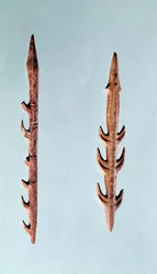 Dvě harpuny, mladý paleolit, 35000-10000 př. n. l.