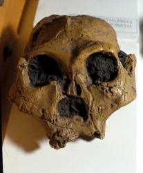 Australopithecus Africanus. Sterkfontein, Jižní Afrika. Lebka je stará asi 2,5 milionu let.