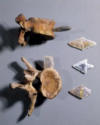Pazourek s pravěkou kostí uvnitř, Muzeum národních starožitností