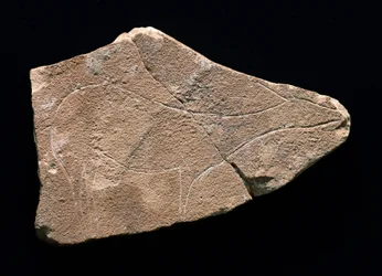 Petroglyf představující jelena, jeskyně Parpallo, Španělsko. Horní paleolit, Solutreen (rytina)